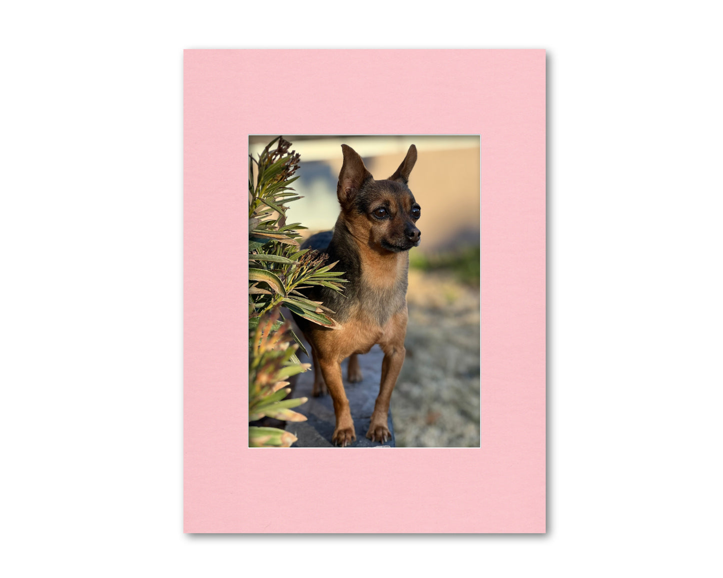 An example of what this 18x24 mat looks like with a 12x16 photo in it.