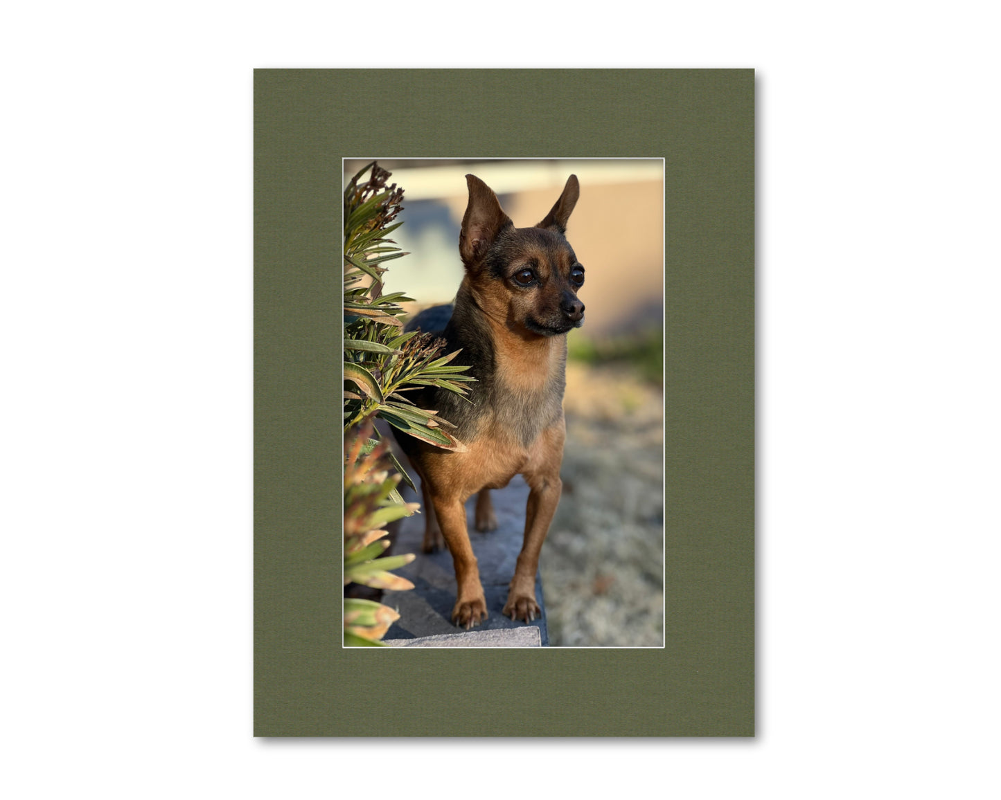 An example of what this 18x24 mat looks like with a 12x18 photo in it.