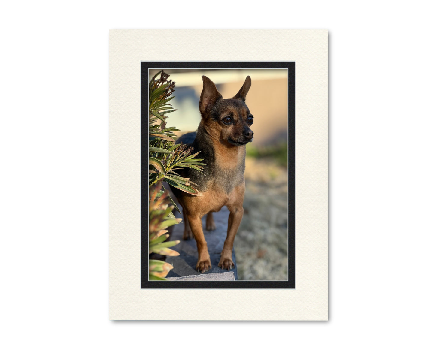 An example of what this 18x24 double mat looks like with a 12x18 photo in it.