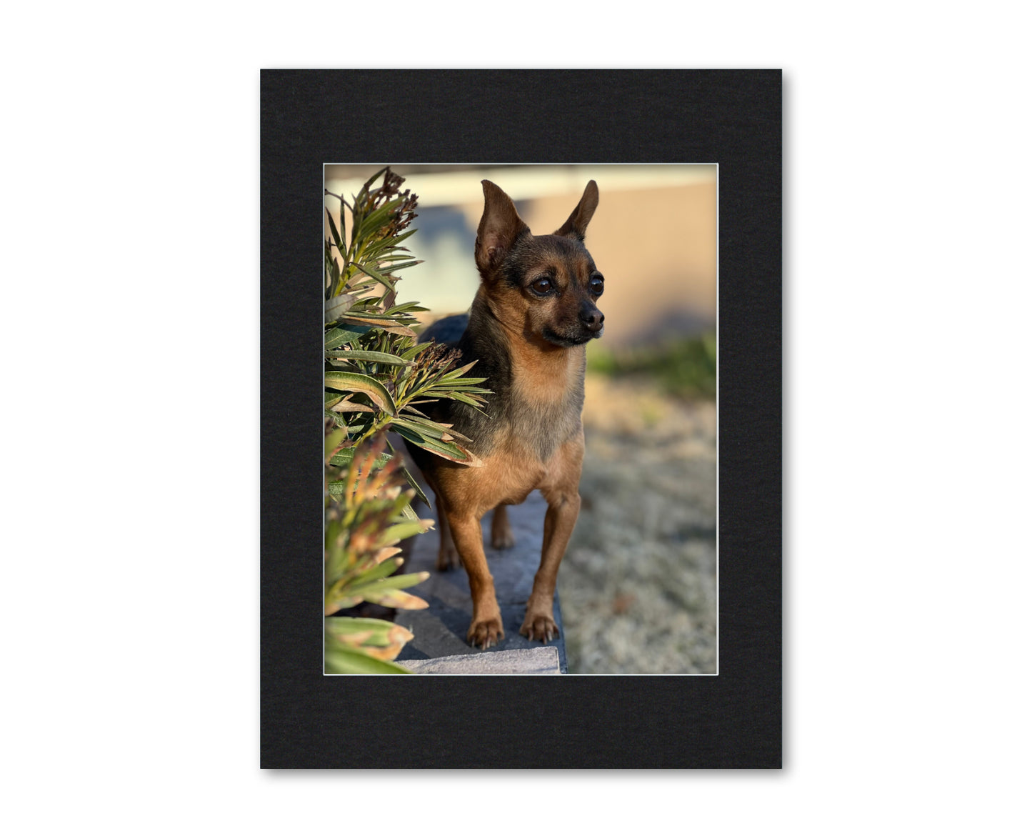 An example of what this 18x24 mat looks like with a 14x18 photo in it.