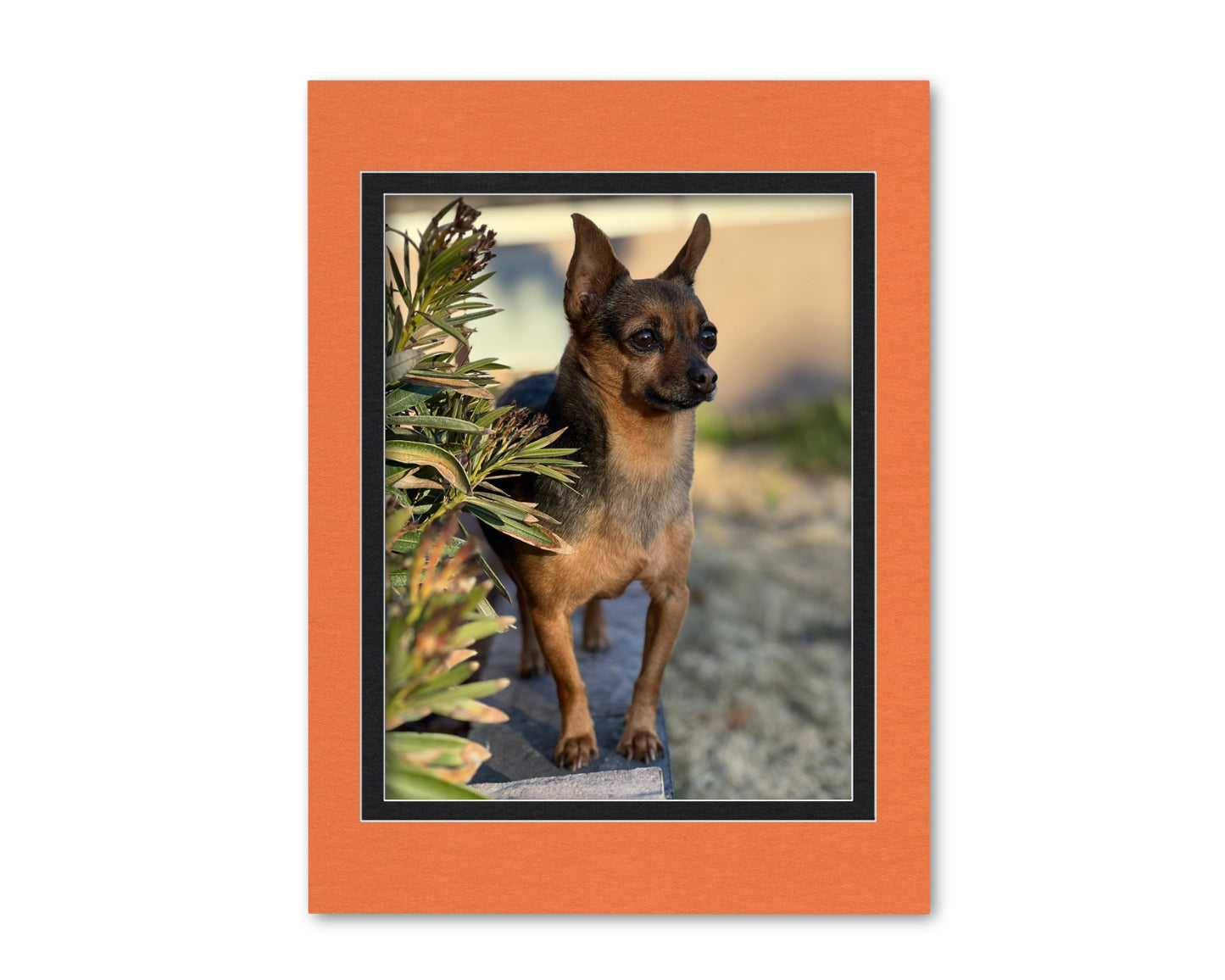 An example of what this 18x24 double mat looks like with a 14x18 photo in it.