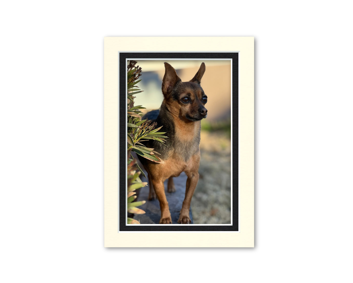An example of what this 5x7 double mat looks like with a photo in it.