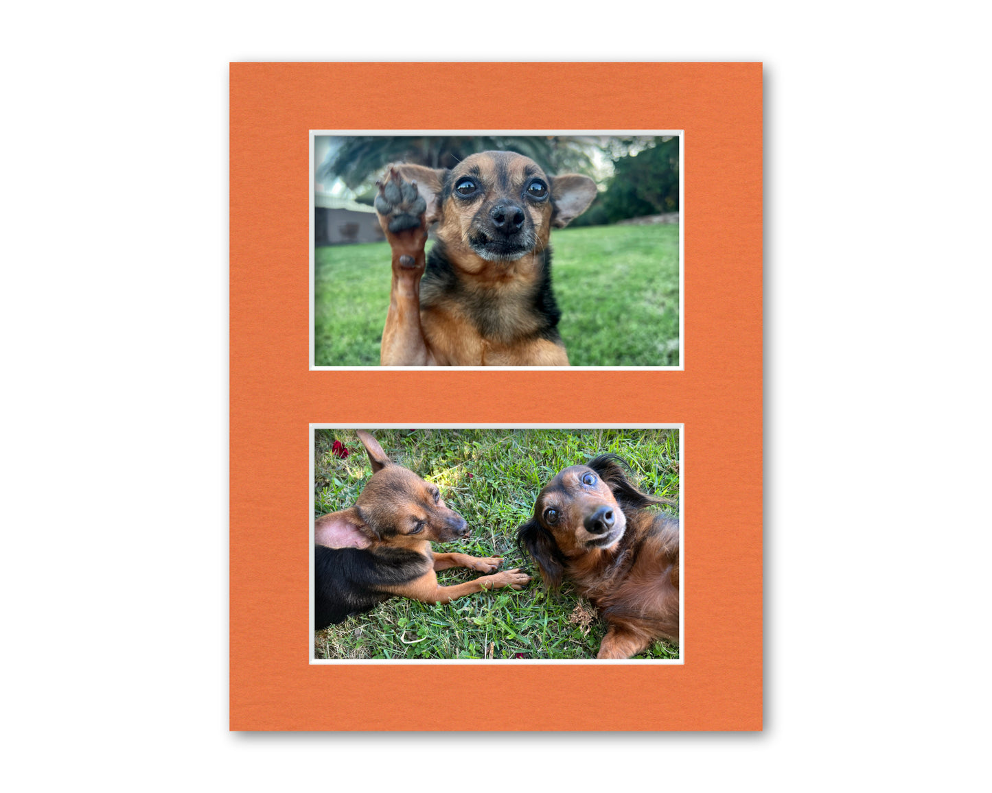 An example of what this 8x10 collage mat looks like with two 4x6 photos in it.
