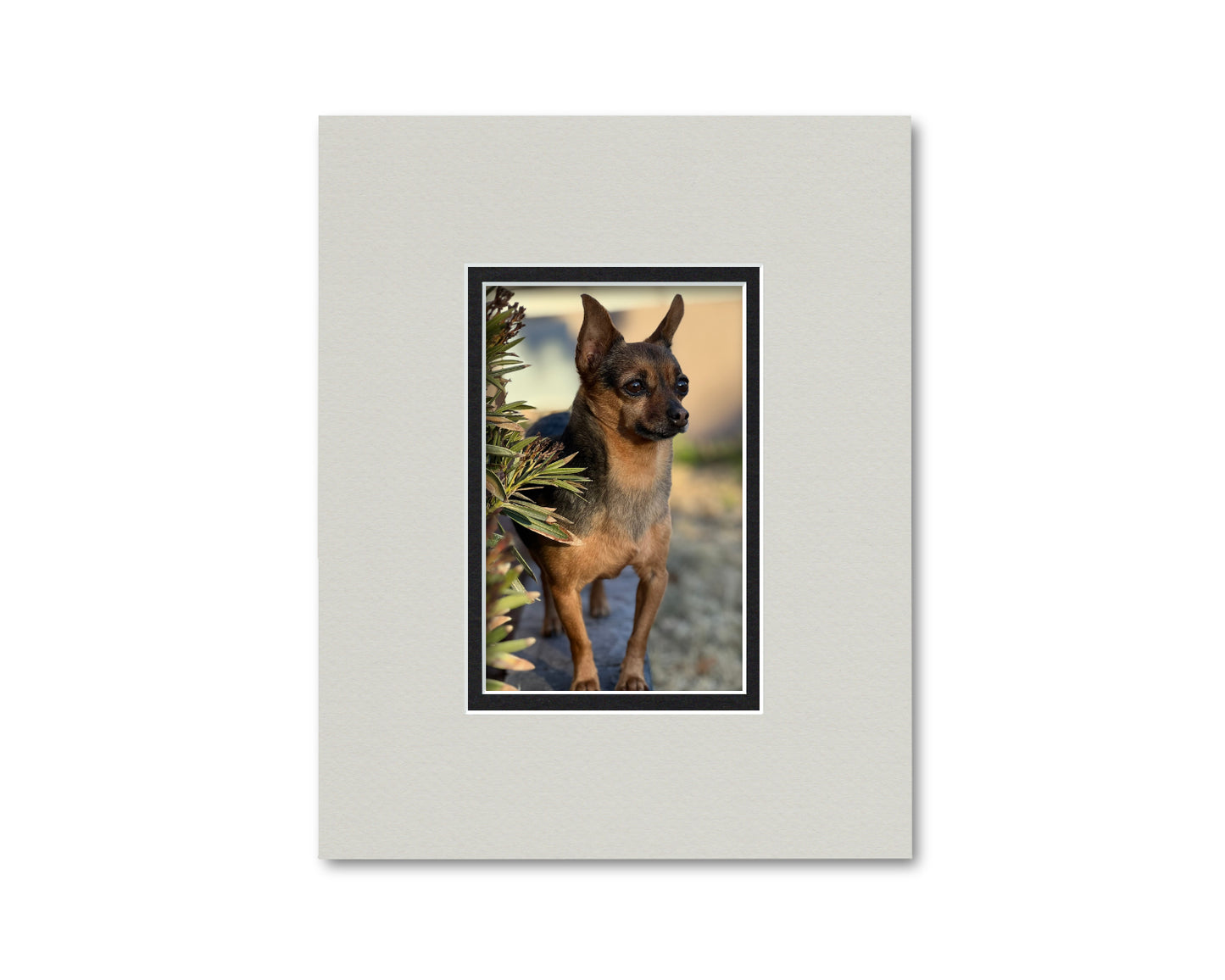 An example of what this 8x10 mat looks like with a 4x6 photo in it.
