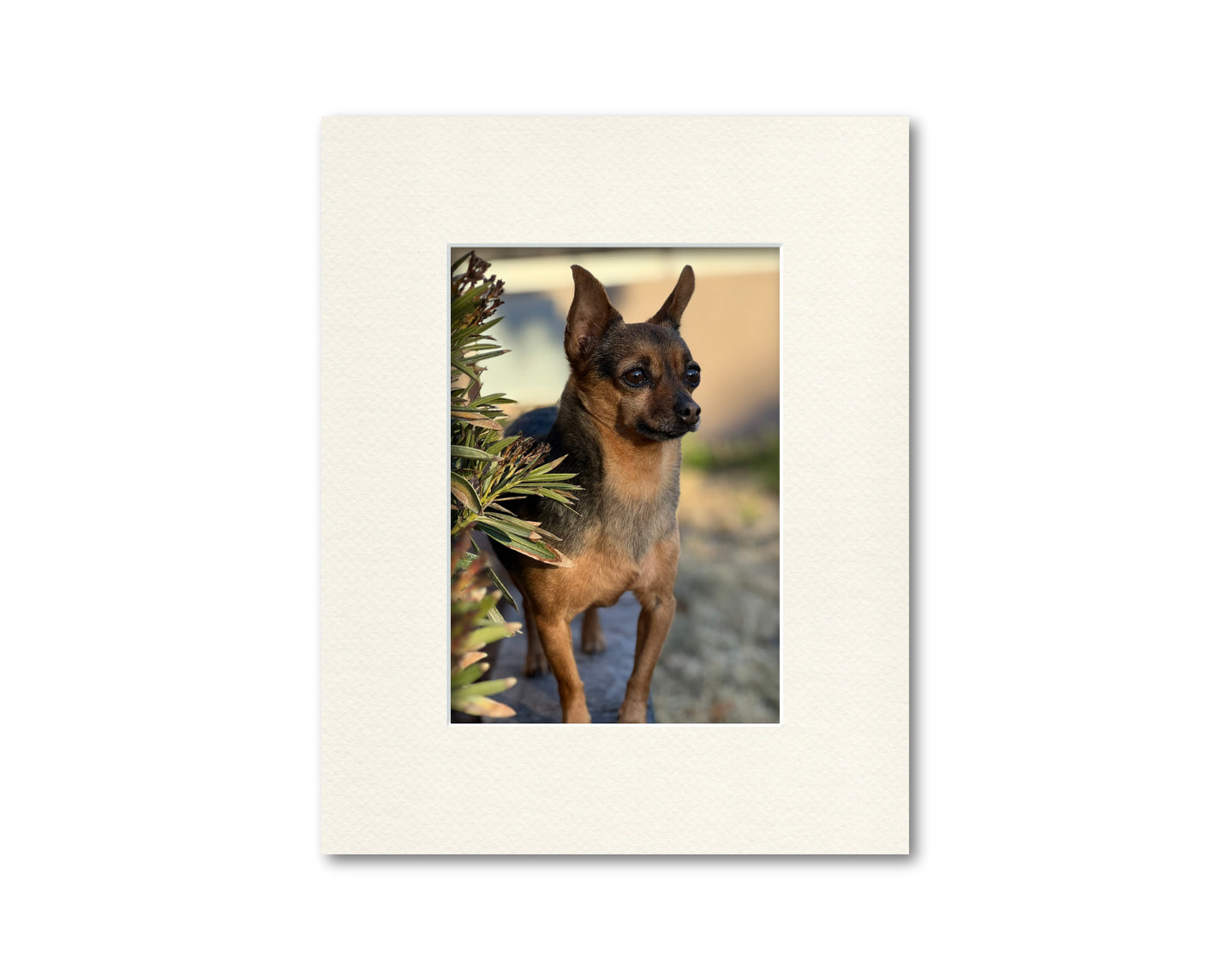 An example of what this 8x10 framing mat looks like with a 5x7 photo in it.