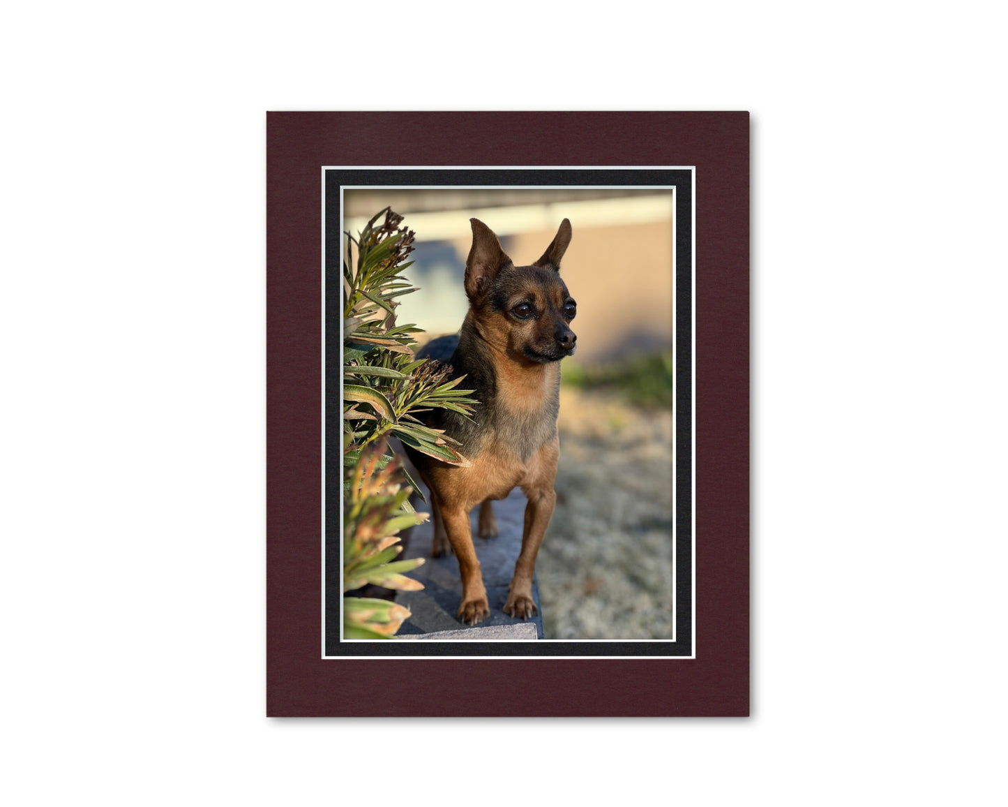 An example of what this 8x10 double mat looks like with a 6x8 photo in it.