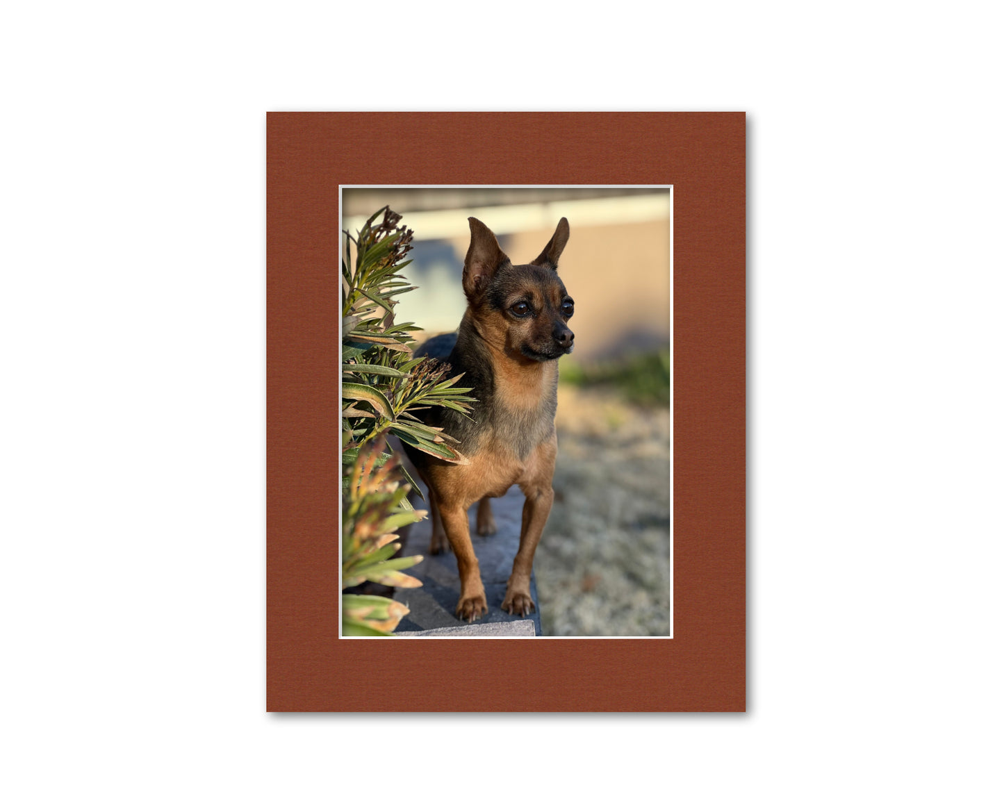 An example of what this 8x10 mat looks like with a 6x8 photo in it.