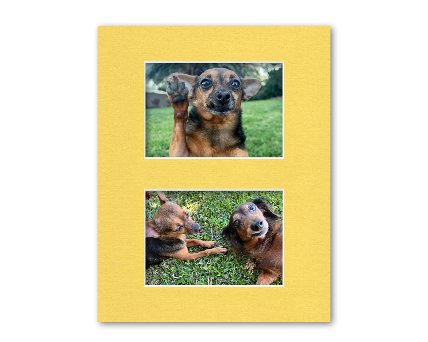 An example of what this 11x14 collage mat looks like with two 5x7 photos in it.