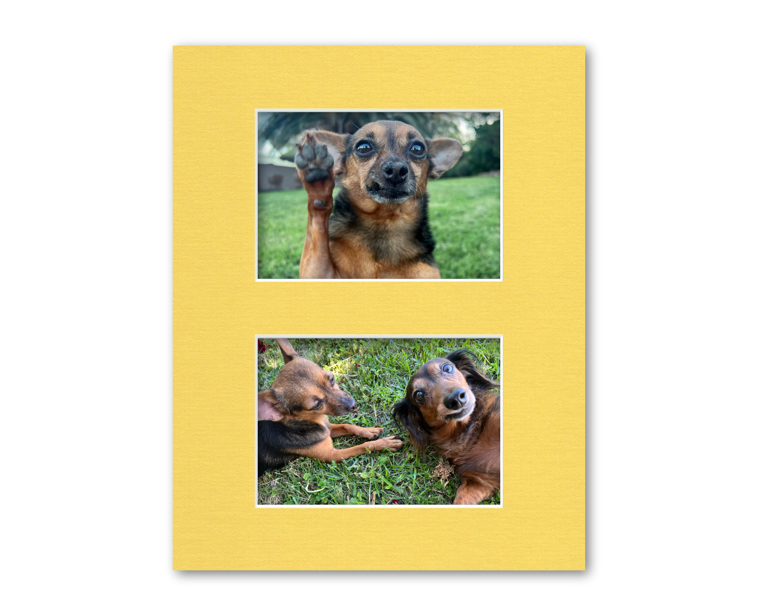 An example of what this 11x14 collage mat looks like with two 5x7 photos in it.
