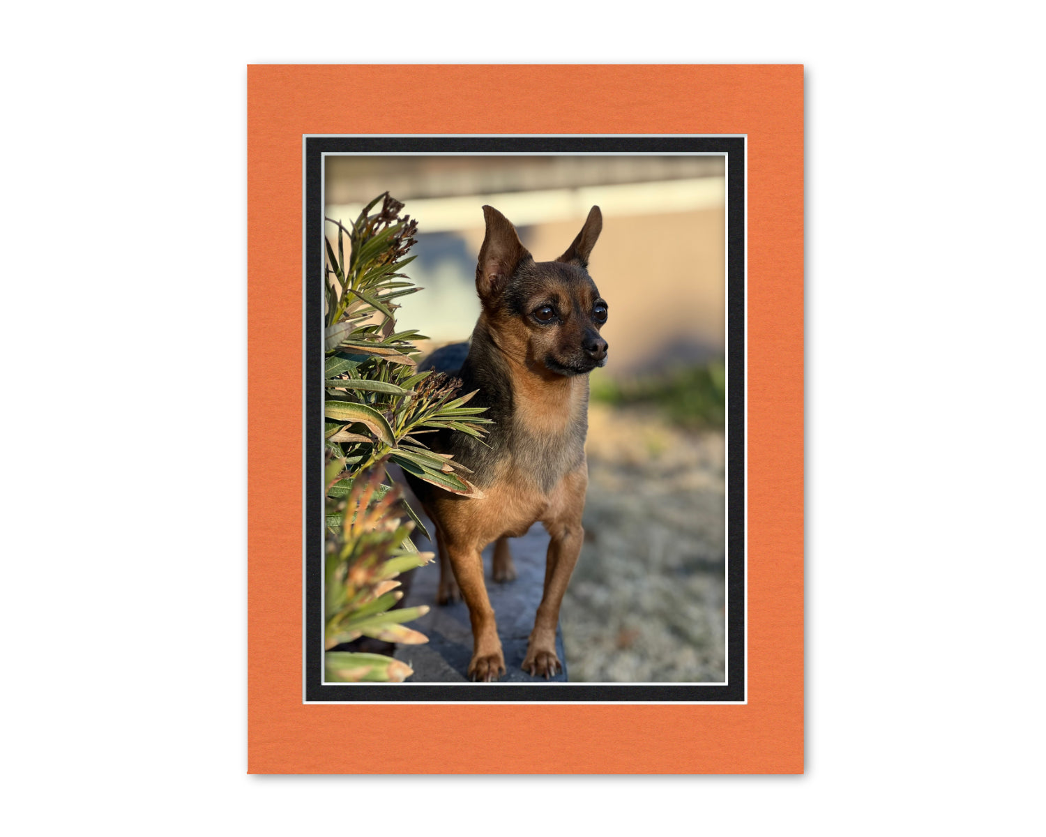 An example of what this 11x14 double mat looks like with an 8.5x11 photo in it.