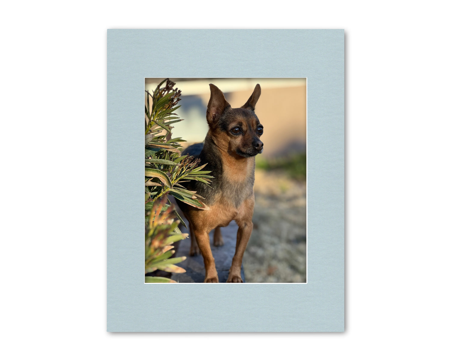 An example of our Baby Blue matboard with a photo in it.