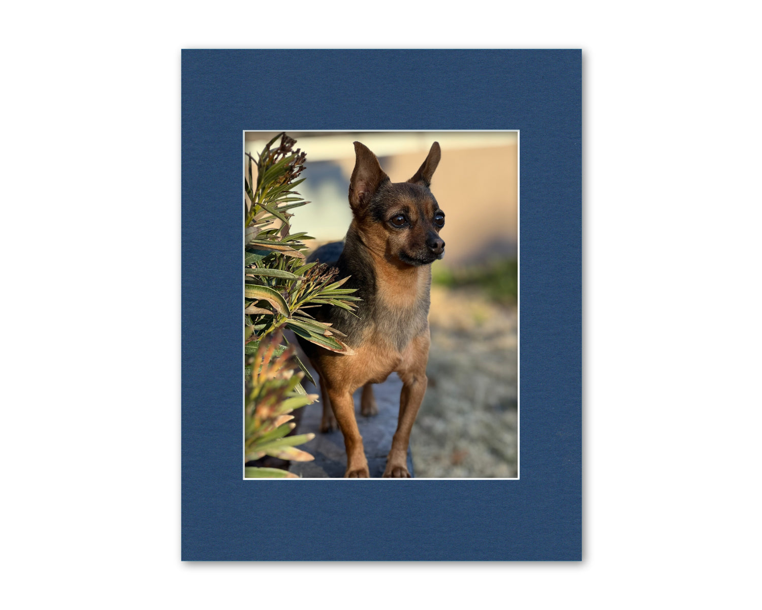 An example of our Blue matboard with a photo in it.