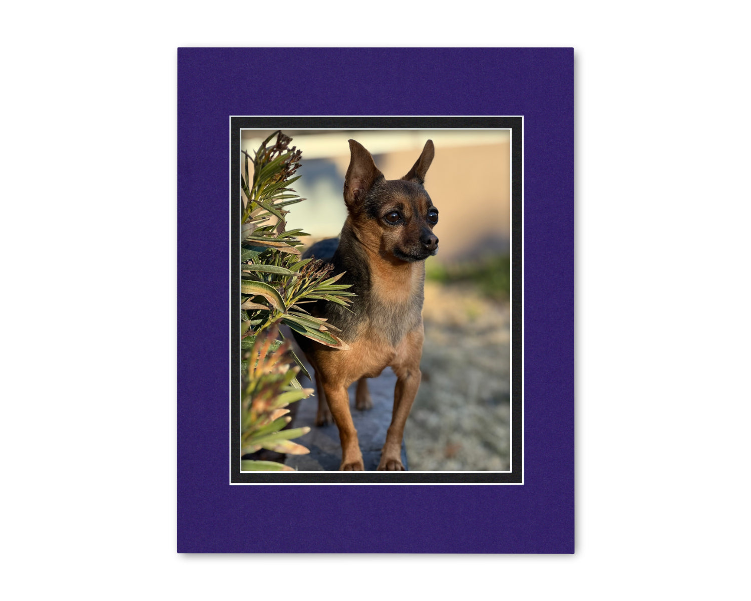 An example of what this 11x14 double mat looks like with an 8x10 photo in it.