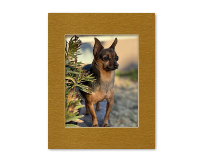 An example of our Gold Metallic matboard with a photo in it.