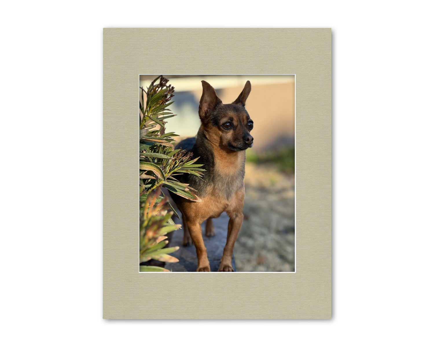 An example of our Light Olive matboard with a photo in it.