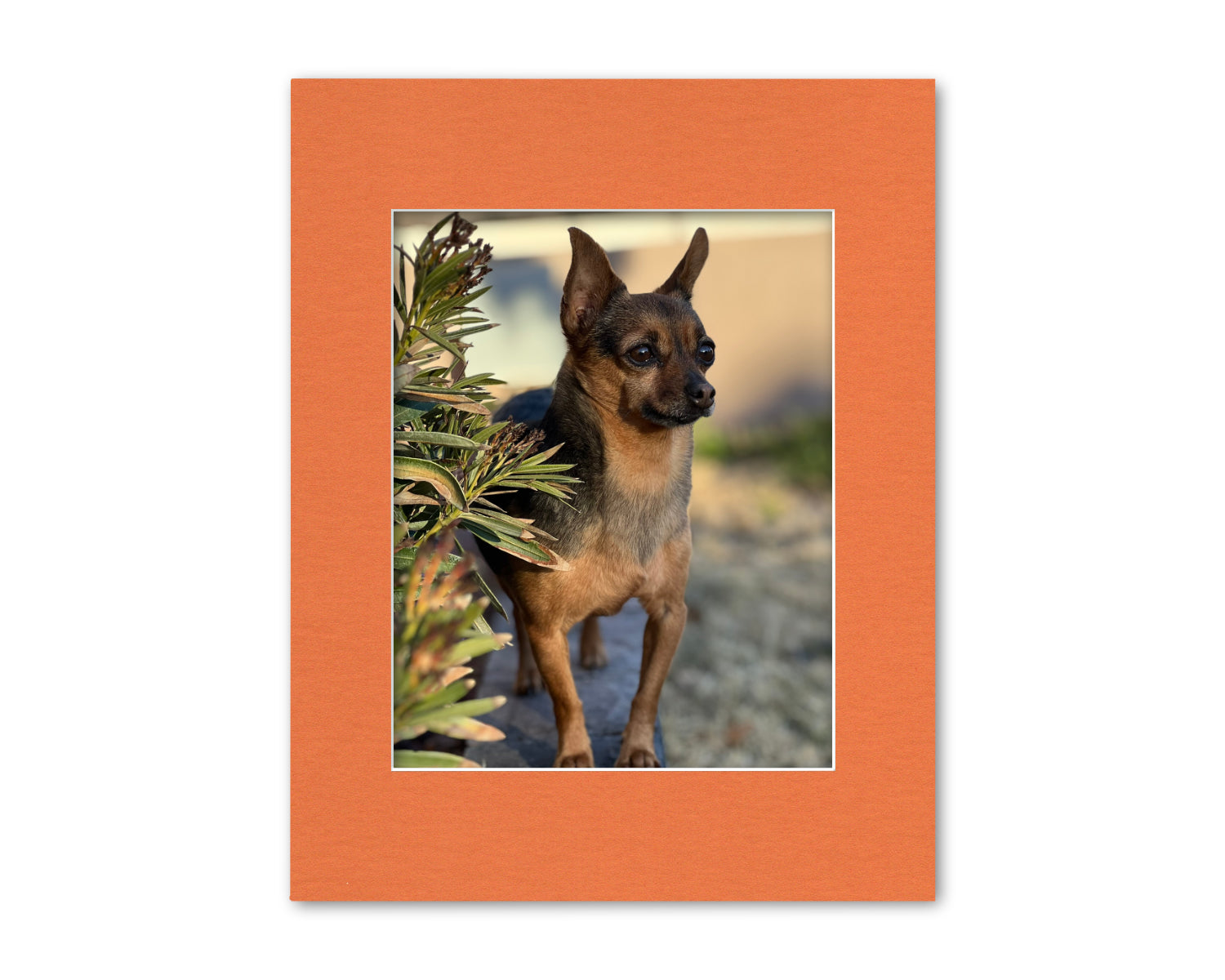 An example of our Orange matboard with a photo in it.