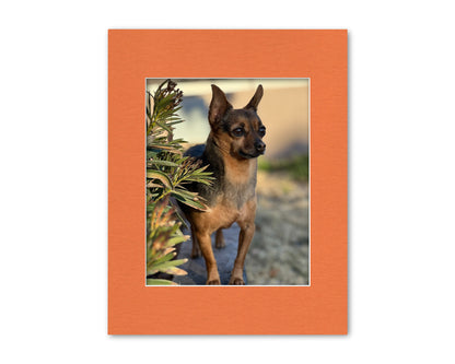 An example of our Orange matboard with a photo in it.