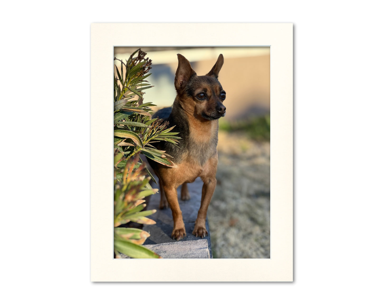 An example of what this 11x14 mat looks like with a 9x12 photo in it.
