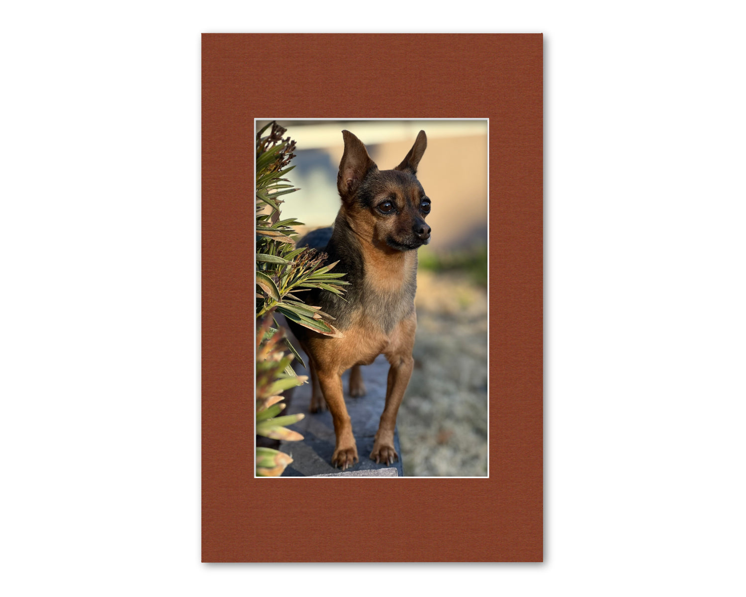 An example of what this 11x17 mat looks like with an 8x12 photo in it.