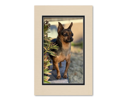 An example of what this 11x17 double mat looks like with an 8x13 photo in it. 