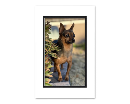 An example of what this 11x17 double mat looks like with an 8x13 photo in it.