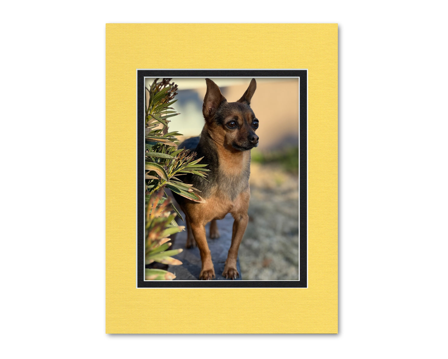 An example of what this 12x16 double mat looks like with an 8.5x11 photo in it.