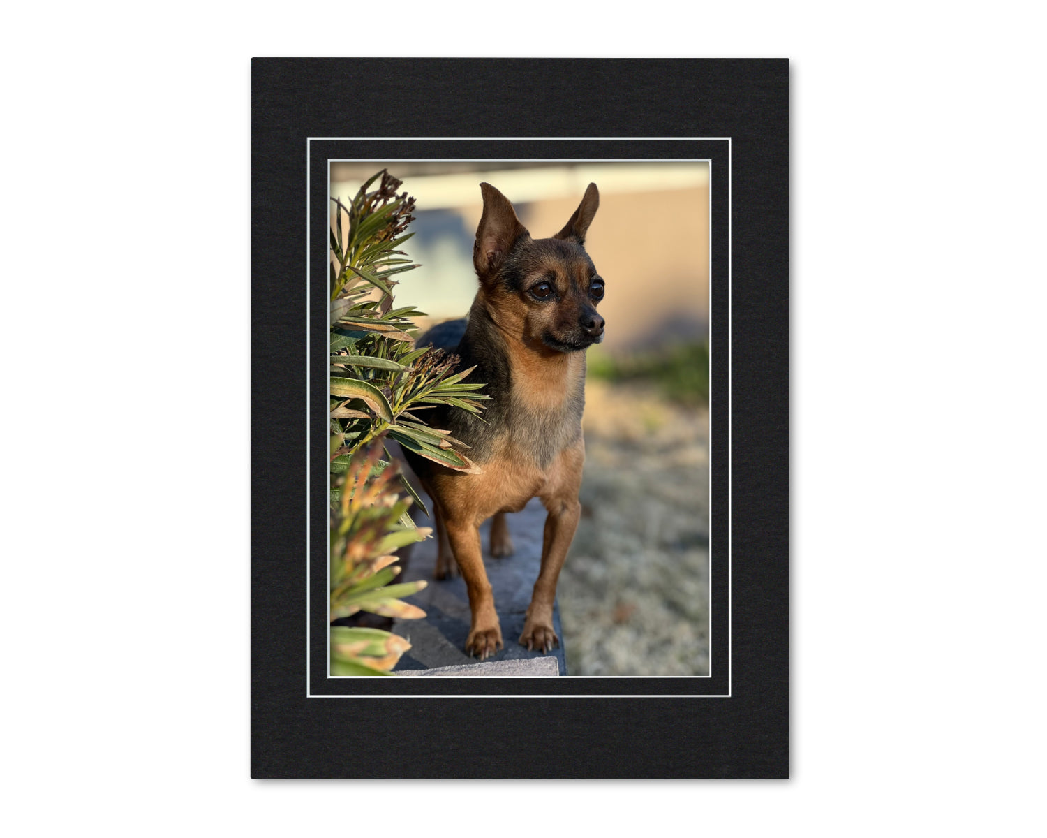 An example of what this 12x16 double mat looks like with a 9x12 photo in it.