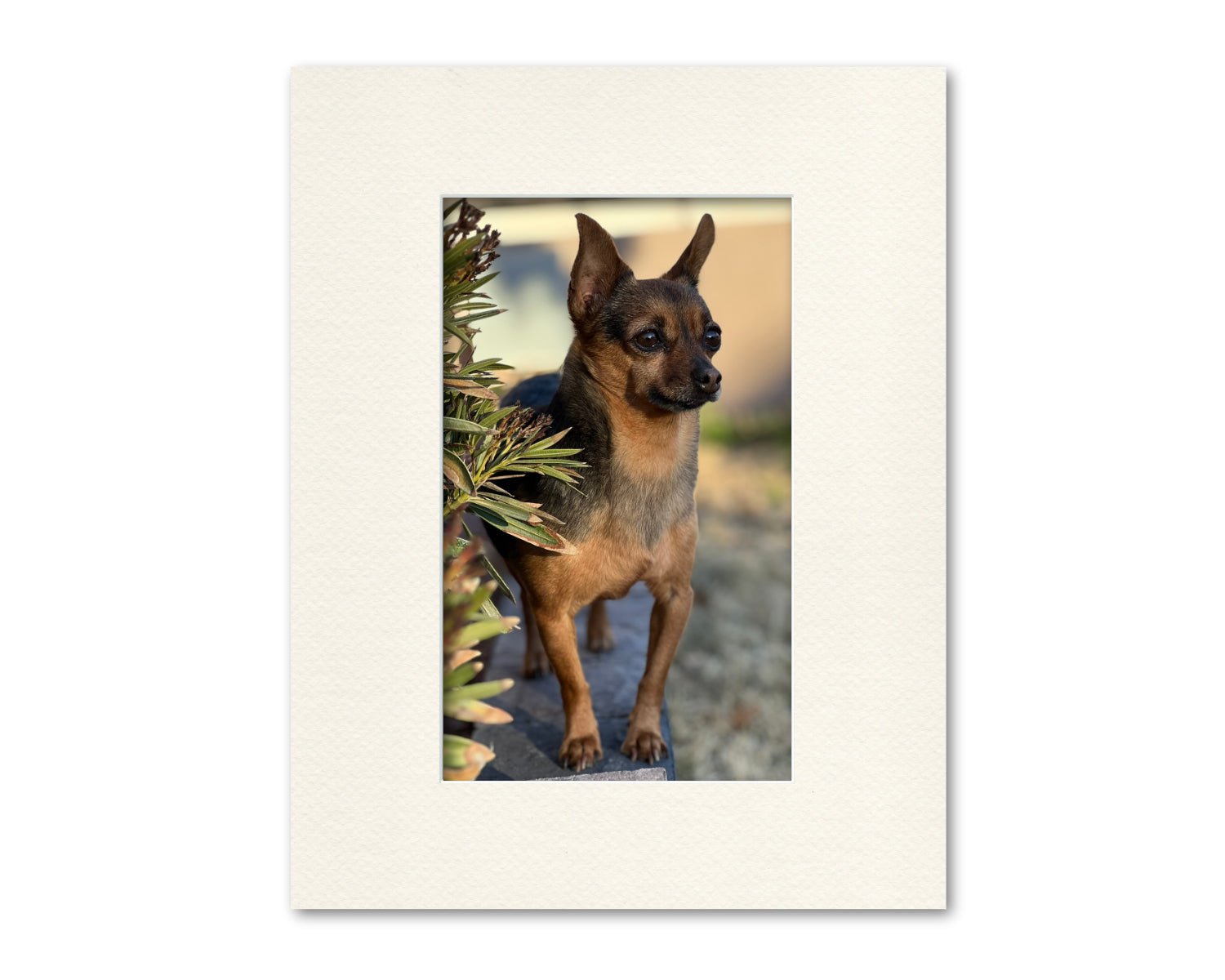 An example of what this 14x18 mat looks like with an 8x13 photo in it.