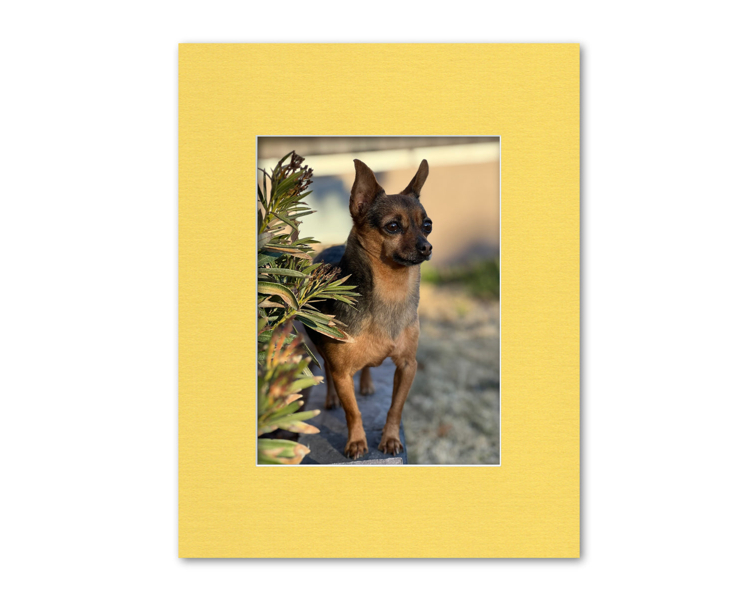 An example of what this 14x18 mat looks like with a 9x12 photo in it.