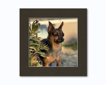 An example of what this 16x16 mat looks like with a 12x12 photo in it.