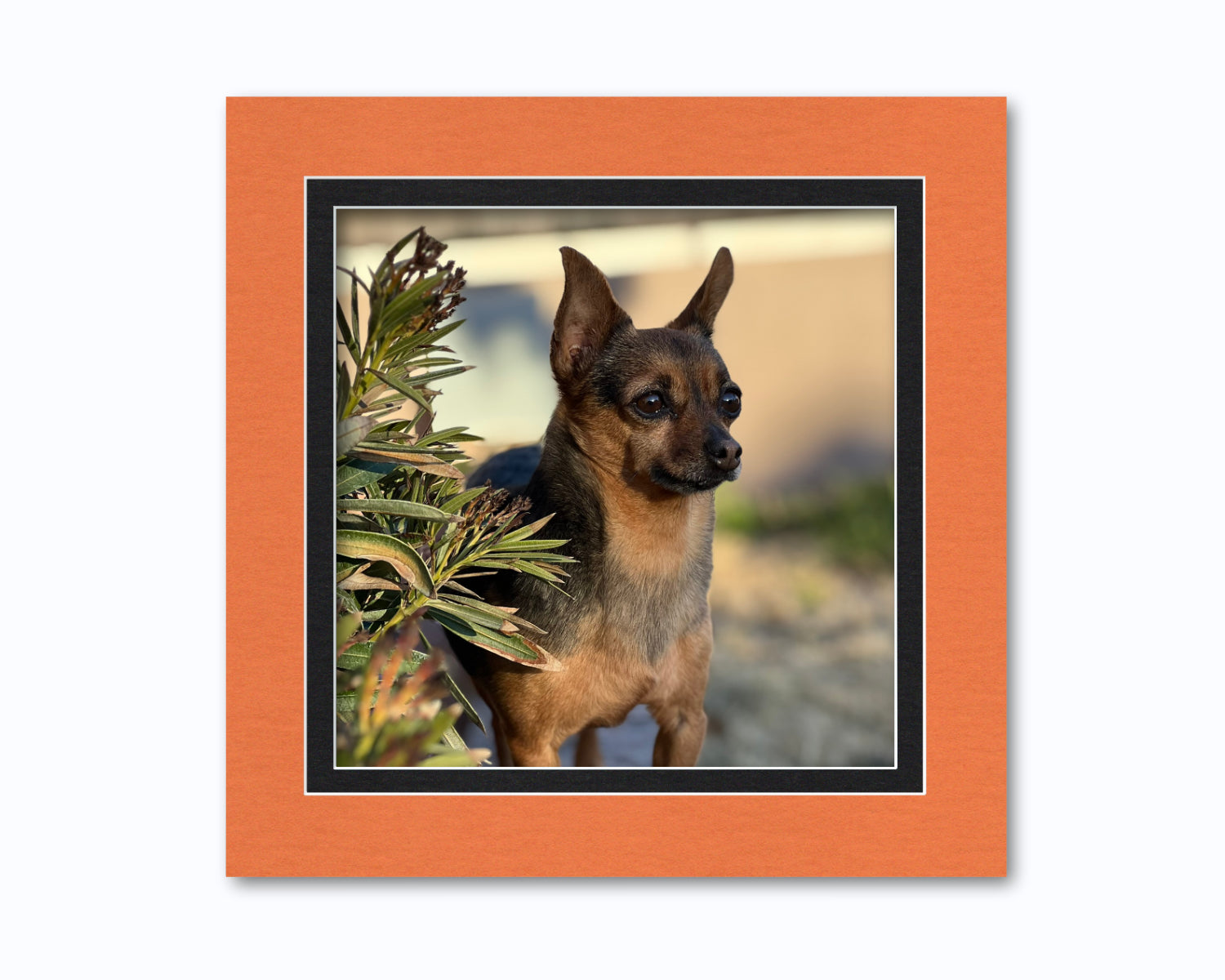 An example of what this 16x16 double mat looks like with a 12x12 photo in it.