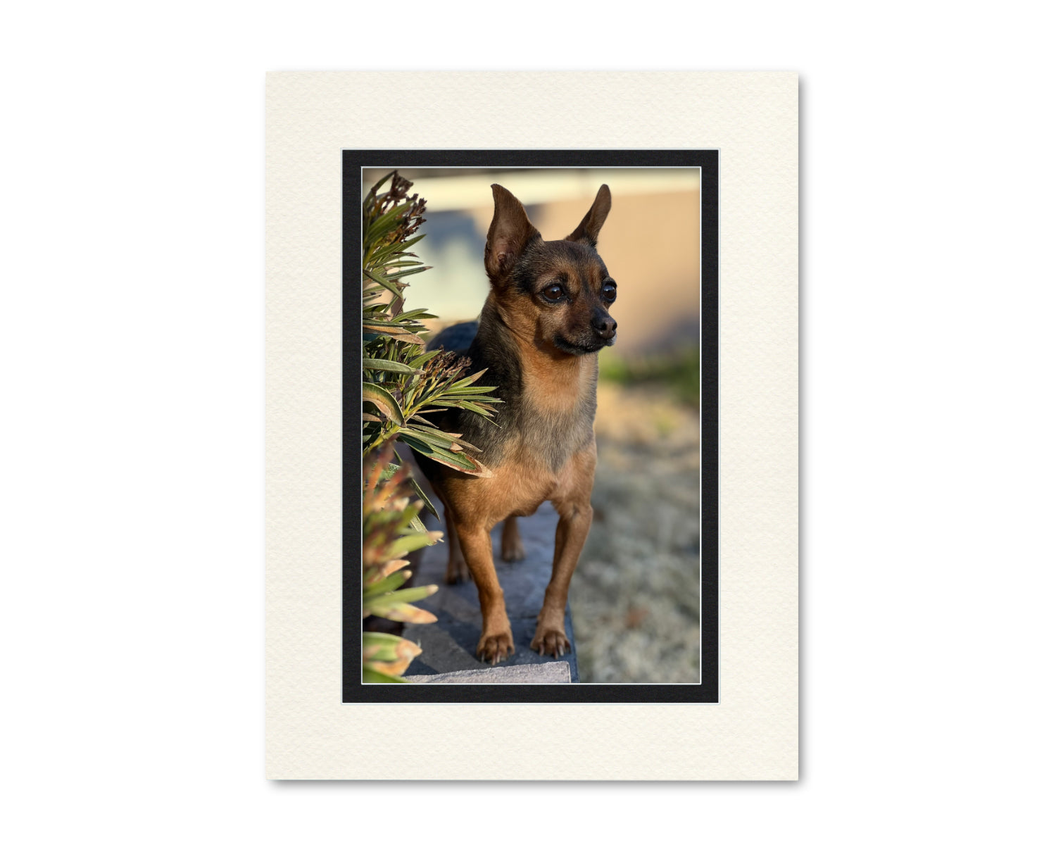 An example of what this 18x24 double mat looks like with a 12x18 photo in it.