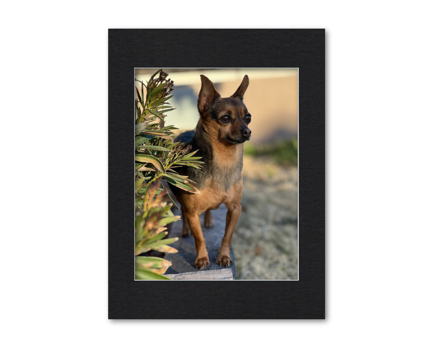 An example of what this 18x24 mat looks like with a 14x18 photo in it.