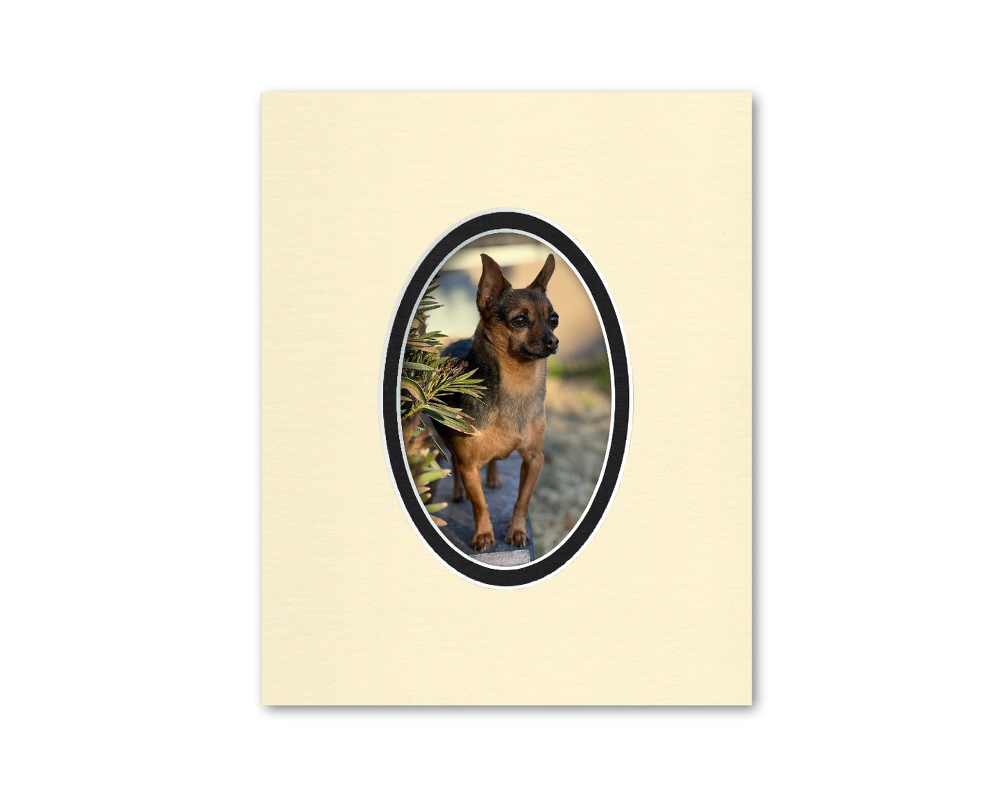 8x10 Double Mat for 4x6 Oval Photo | Premium White Core Matboard