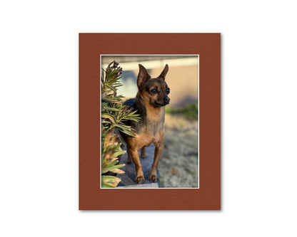 An example of what this 8x10 mat looks like with a 6x8 photo in it.